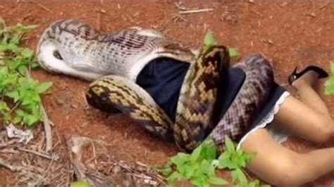Giant Anaconda Eating Human Must Watch They Swallow Soo Bad Youtube