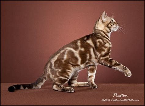 They can be spotted or marbled in terms of their patterns, and silver, brown, blue (grey) or snow (white) in shade. Silver Marbled Tabby Cat | Seal Mink (Snow) Marbled Tabby ...