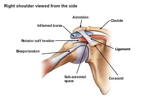 The tendons of the rotator cuff are the next layer in the shoulder joint. acromion - Google Search | Joints anatomy, Nhs, Shoulder ...