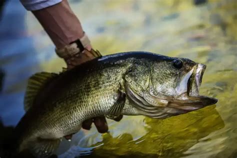 What Do Bass Eat In Ponds Comprehensive Guide To Bass Diet