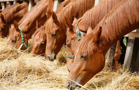 Best Hay To Feed Your Horse • Horsezz