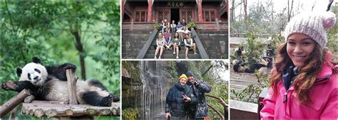Volunteer With Pandas In China The Great Projects