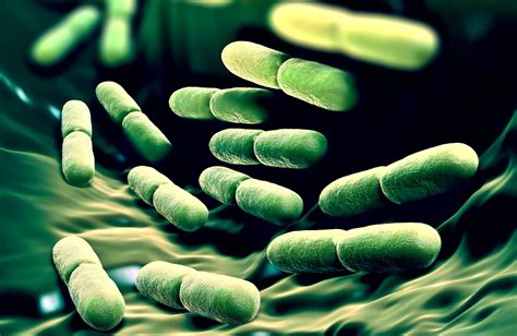 How Does The Gut Microbiota Impact Immune System Function