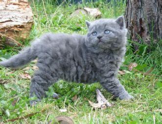 Selkirk Rex Cat Breed Cat Pictures Information Cat Breeds Grey