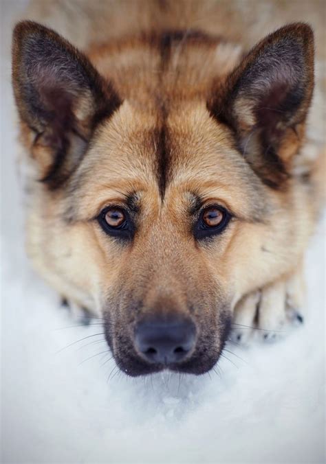 German Shepherd Lab Mix Dedicated Energetic And Loyal