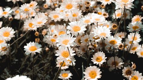 Chamomile Flower Field Flower Blur 4k Hd Wallpaper