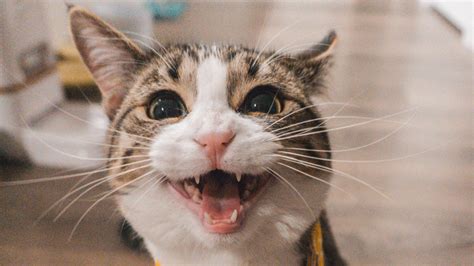 Use the one that works best for you and your pet. What is your cat really saying? - Cat in a Flat Blog
