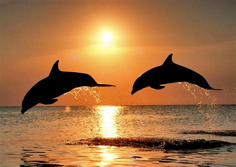 Dolphin Wallpapers Dolphin Hd Wallpaper Wallbazar