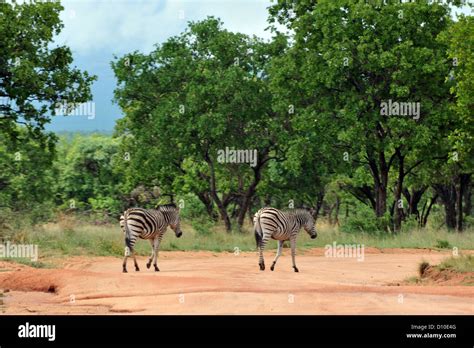 Zebra Walking Through A South African Game Reserve Stock Photo Alamy