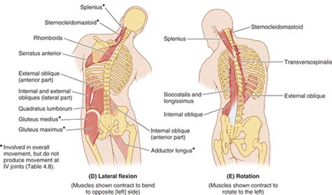 Before one can understand how xenobiotics affect these different body in the animation, an image of each level of structural organization of the body is displayed, beginning with press the left and right arrow keys on your keyboard to move through the material. What is the reason for sudden lower back side pain? - Quora