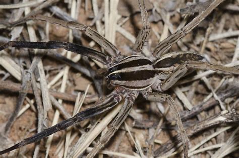 Rabid Wolf Spider Rabidosa Rabida Bugguidenet