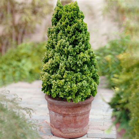 Buy Thuja Pyramidalis Aurea Conifer Free Uk Delivery