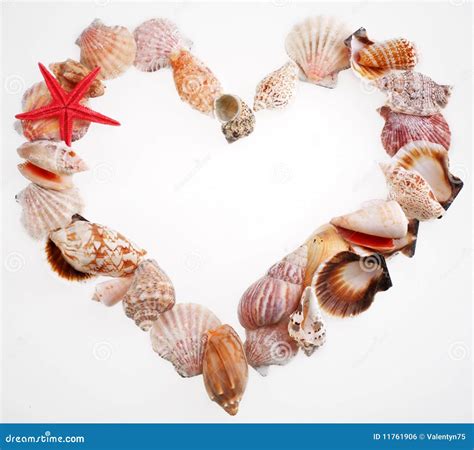 Shells In A Shape Of Valentine S Heart Stock Photo Image Of Concepts