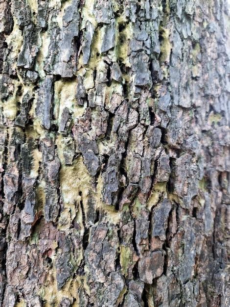 Premium Photo Closeup Of Tree Bark Texture