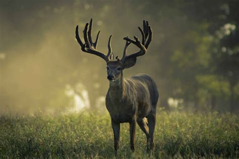 White Tailed Deer Are Getting Coronavirus Infections How Big Of A