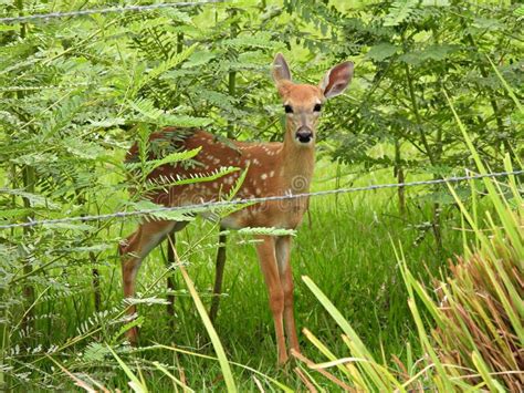 White Tailed Deer Looking Back Photos Free And Royalty Free Stock