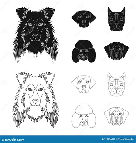 Muzzle Of Different Breeds Of Dogscollie Breed Dog Lobladore Poodle