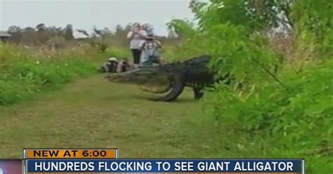 Video Huge Gator Spotted In Lakeland