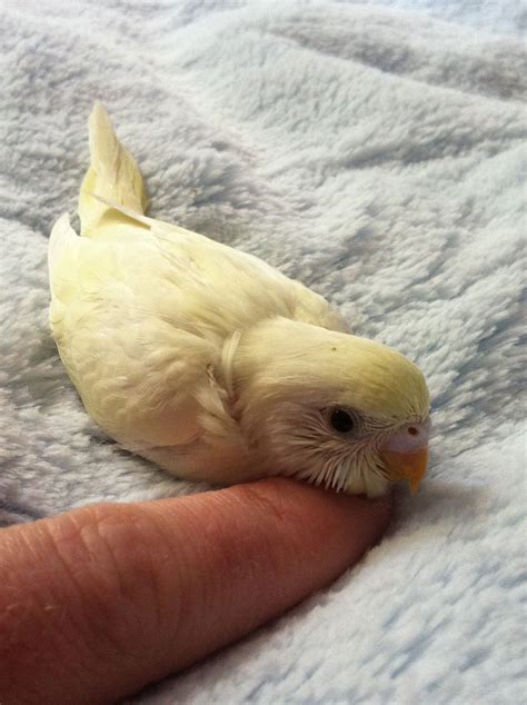 Chirp Baby Yellow Parakeet To Sie Nazywa Dopiero Prawdziwa Milosc