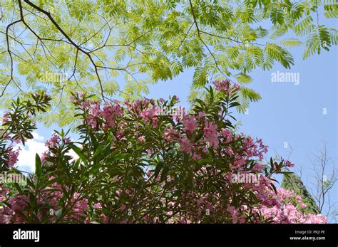 Oleander Hintergrund Stockfotos Und Bilder Kaufen Alamy