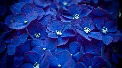 Blue Flowers Ultra Hd Wallpapers Wallpaper Cave