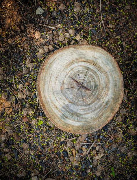 Top View Of Tree Stump Stock Photo Image Of Empty Background 52828468