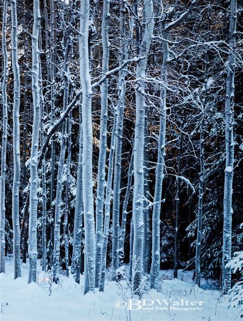 Winter Aspens By Bruce Walter Bc Canada Winter Aspen Landscape