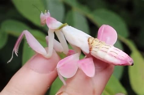 So please check back often to see what is newly available! Blog: Not your average pet, the flower mantis | Delta Optimist