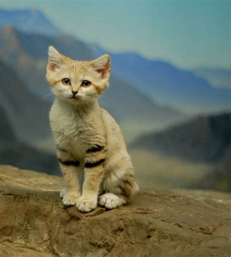 9 Things You Didnt Know About The Sand Cat Mnn Mother