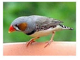 MEDIA PEMBELAJARAN PGSD/A 2010: Mendeskripsikan Ciri-ciri Paruh Burung Berdasarkan Jenis Makanannya