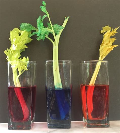 Celery Stalk Experiment With Food Coloring