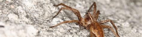Termite control can be confusing, however, and homeowners often have many questions. Elm Springs, AR Pest Control | Action Pest and Turf
