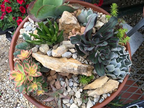 List Of Succulents Container Gardens 2022 Atelieartemae