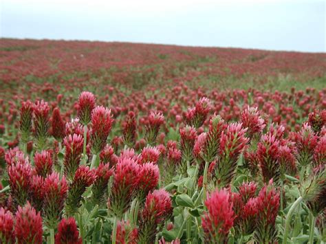 A Field Full Of Crimson Clover