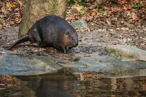 5 Reasons Why The Beaver Represents Canada Perfectly Cottage Life