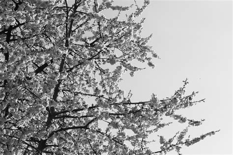 Cherry Blossoms By Raidri San On Deviantart