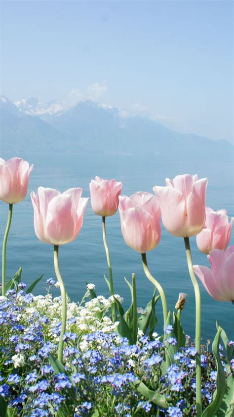 Wallpaper Tulip 4k Hd Wallpaper Spring Flowers Mountains Nature 10151