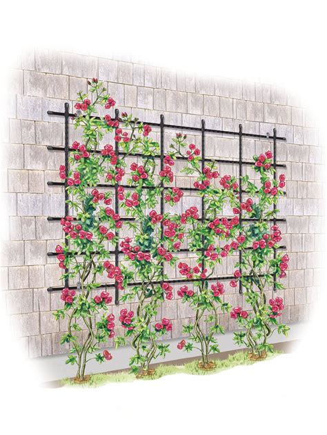 Panacea Giant Wall Trellis 9 Tall Gardeners Supply Garden Vines