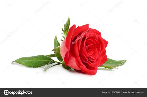 Details 200 Red Rose White Background Abzlocalmx