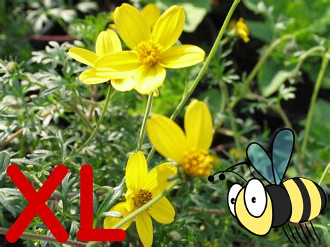 We did not find results for: Bidens ferul., Goldmarie - Blumen Schwarz