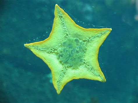Star Sea Animal Yellow Starfish Sea Animals Animals Ocean Creatures
