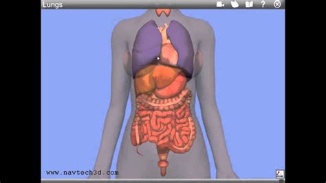 Nerves are found only in the peripheral nervous system. Interactive 3D Internal Organs - YouTube