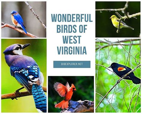 Wonderful Birds Of West Virginia In 2023 Biology Explorer