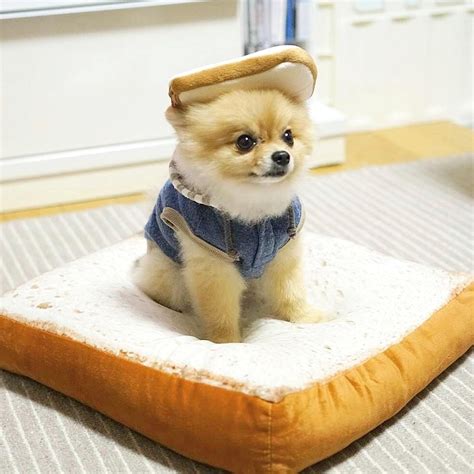 Pomeranian In Sandwich Costume What A Cute Little Sandwich 😉 Yavru