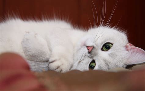 White Kitten Wallpapers And Images Wallpapers Pictures Photos