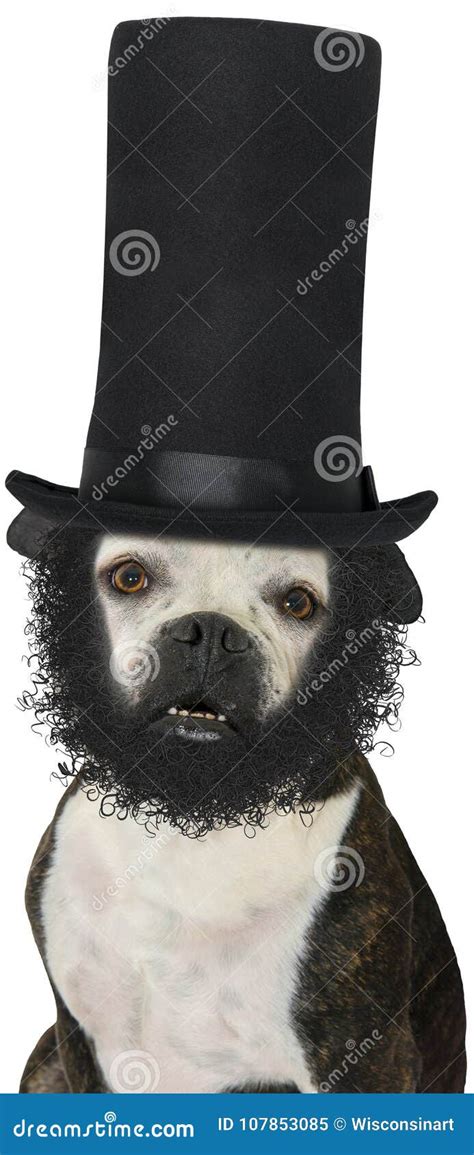 President Abraham Lincoln Dog Isolated Stock Image Image Of Abraham