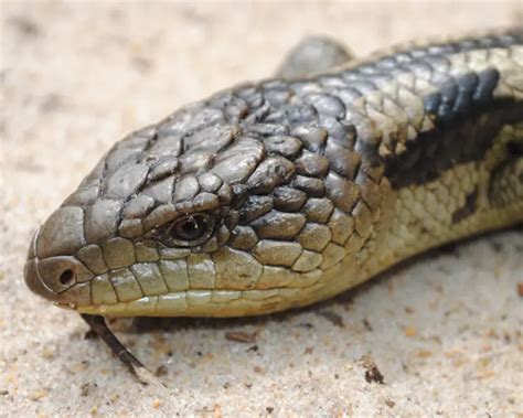 Blotched Blue Tongued Lizard Facts Diet Habitat And Pictures On