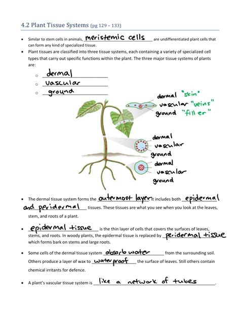 42 Plant Tissues Systems Handout