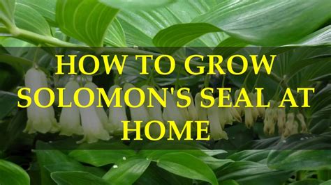 How To Grow Solomons Seal At Home Youtube