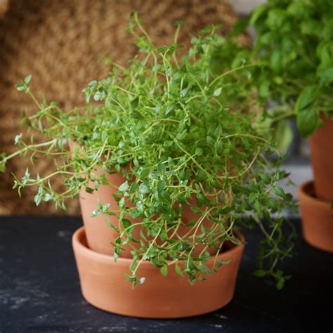 How To Grow Thyme Indoors Care For Your Plant